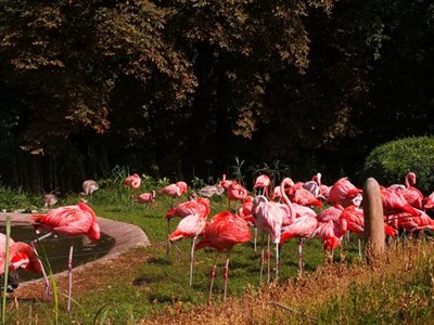 obrázek z galerie Velká cena malých zoologů 2024