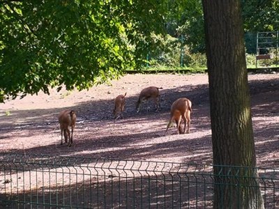 obrázek z galerie Velká cena malých zoologů 2024