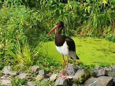 obrázek z galerie Velká cena malých zoologů 2024